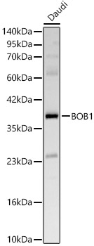 BOB1 Polyclonal Antibody