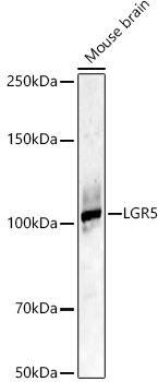 LGR5 Polyclonal Antibody