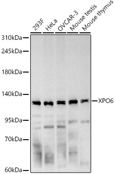 XPO6 Polyclonal Antibody