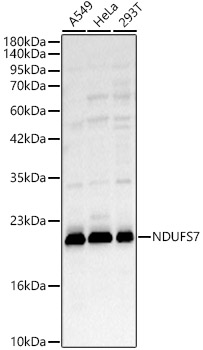 NDUFS7 Polyclonal Antibody