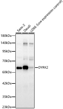 DYRK2 Polyclonal Antibody