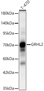 GRHL2 Polyclonal Antibody