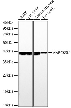 MARCKSL1 Polyclonal Antibody