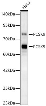 PCSK9 Polyclonal Antibody
