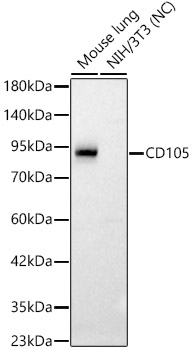 CD105 Polyclonal Antibody