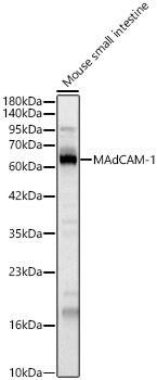 MAdCAM-1 Polyclonal Antibody