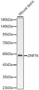 ZNF76 Polyclonal Antibody