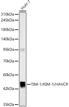 TIM-1/KIM-1/HAVCR Polyclonal Antibody