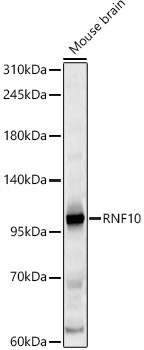 RNF10 Polyclonal Antibody