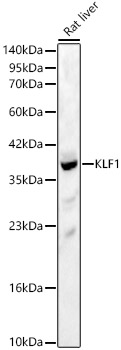 KLF1 Polyclonal Antibody