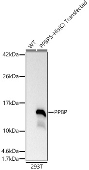 PPBP Polyclonal Antibody