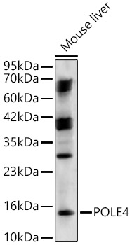 POLE4 Polyclonal Antibody