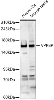 VPRBP Polyclonal Antibody
