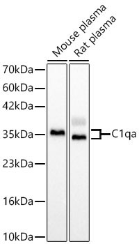 C1qa Polyclonal Antibody