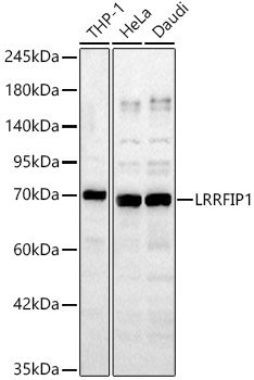 LRRFIP1 Polyclonal Antibody