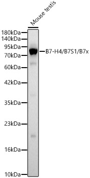 B7-H4 / B7S1 / B7x Polyclonal Antibody