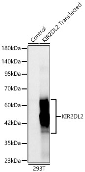 KIR2DL2/KIR2DL3 Monoclonal Antibody [6W7Q7]