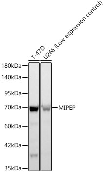 MIPEP Monoclonal Antibody [9W4P1]