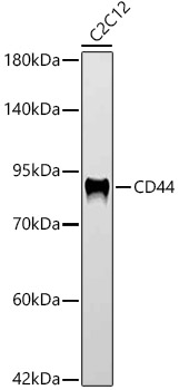 CD44 Monoclonal Antibody [4V0N0]