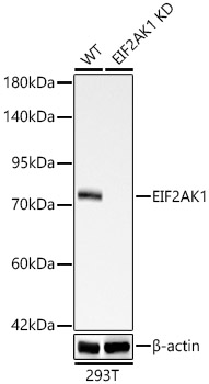 EIF2AK1 Monoclonal Antibody [1G4Z2]