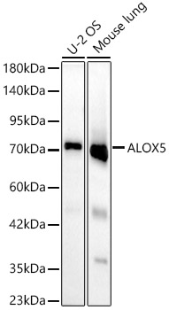 ALOX5 Monoclonal Antibody