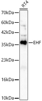 EHF Monoclonal Antibody [5N7I9]