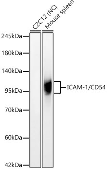 ICAM-1/CD54 Monoclonal Antibody [3V3B1]