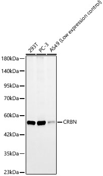 CRBN Monoclonal Antibody [1F9Y2]