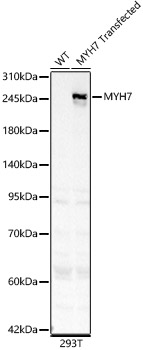 MYH7 Polyclonal Antibody
