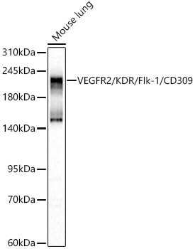 VEGFR2/KDR/Flk-1/CD309 Polyclonal Antibody
