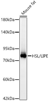 HSL/LIPE Monoclonal Antibody [2X1M0]