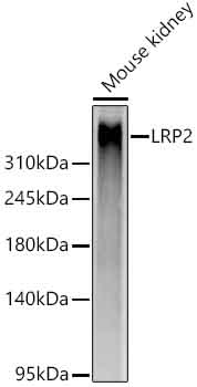 Megalin/LRP2 Monoclonal Antibody [9Y4R7]