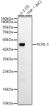 PCPE-1 Monoclonal Antibody [4B8J4]