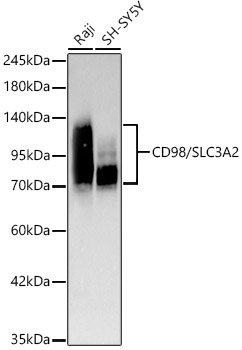 CD98/SLC3A2 Monoclonal Antibody [9T4X4]