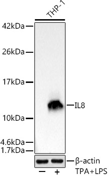 IL8 Monoclonal Antibody [8V9T3]