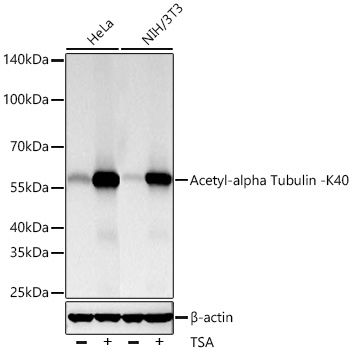 Acetyl-alpha Tubulin -K40 Monoclonal Antibody [7U8L9]&nbsp;<img src="images/icon_newarrival.gif" alt="new" border="0">