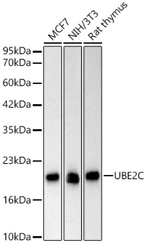 UBE2C Monoclonal Antibody [6K8N0]