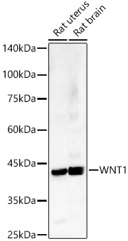 WNT1 Polyclonal Antibody