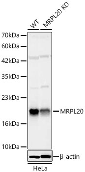 MRPL20 Polyclonal Antibody