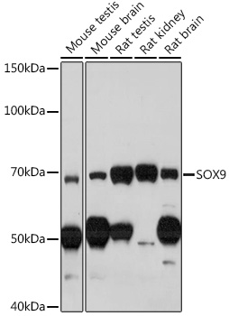 SOX9 Polyclonal Antibody