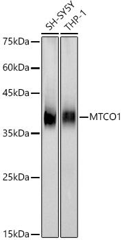MTCO1 Monoclonal Antibody
