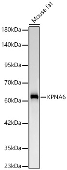 KPNA6 Monoclonal Antibody [1L4L10]