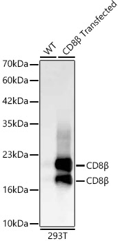 CD8B Monoclonal Antibody [1P5J10]