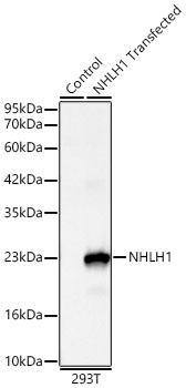NHLH1 Monoclonal Antibody [4K4R8]