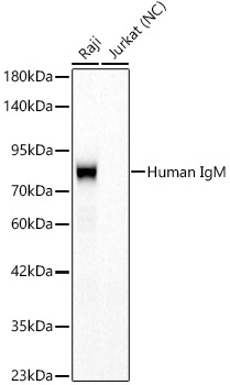 Human IgM Monoclonal Antibody [4C3E2]