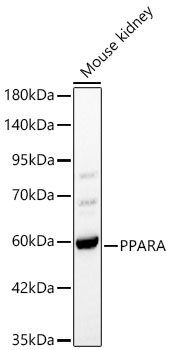 PPARA Polyclonal Antibody