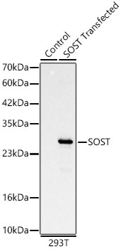 SOST Polyclonal Antibody