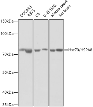 Hsc70/HSPA8 Polyclonal Antibody