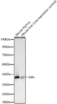IkappaBa Monoclonal Antibody [1F2M2]