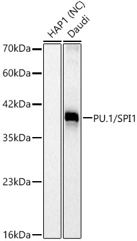 PU.1/SPI1 Monoclonal Antibody [10C5U3]